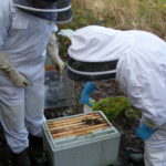 inspecting the beehive
