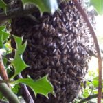 swarm in hedge