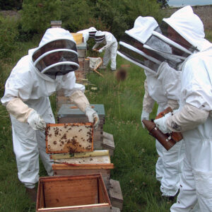 Inspecting the beehive