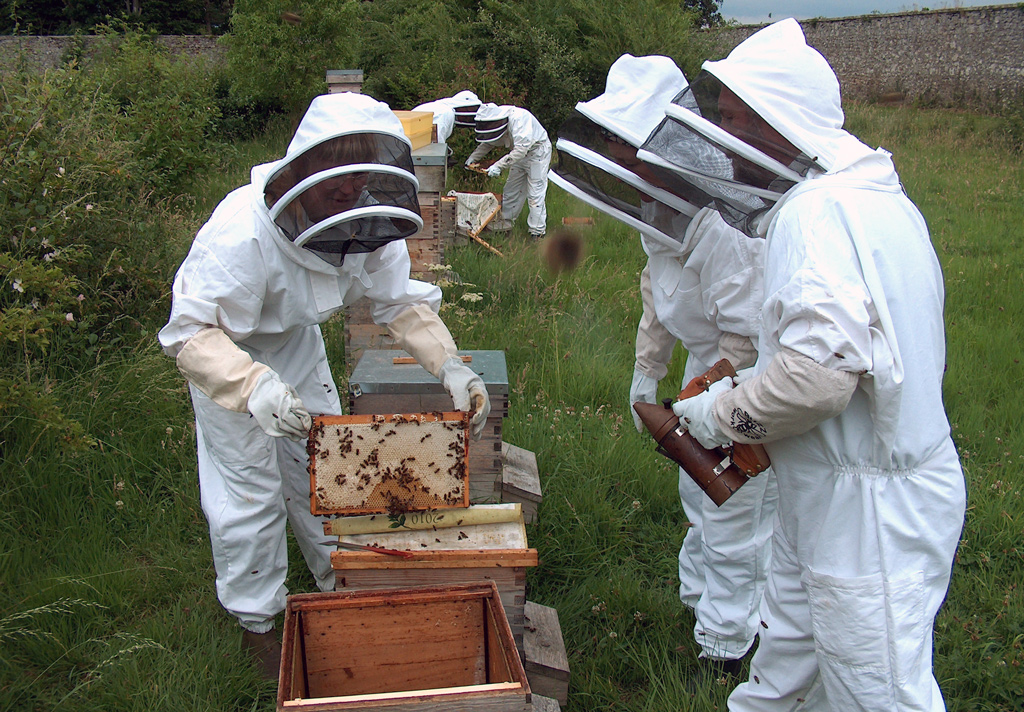 Inspecting the beehive